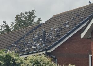 Image showing a large amount of pigeons sat on the roof of a house.